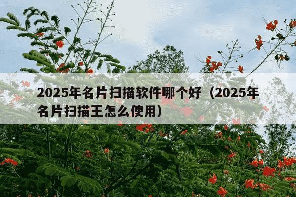 2025年名片扫描软件哪个好(2025年名片扫描王怎么使用)